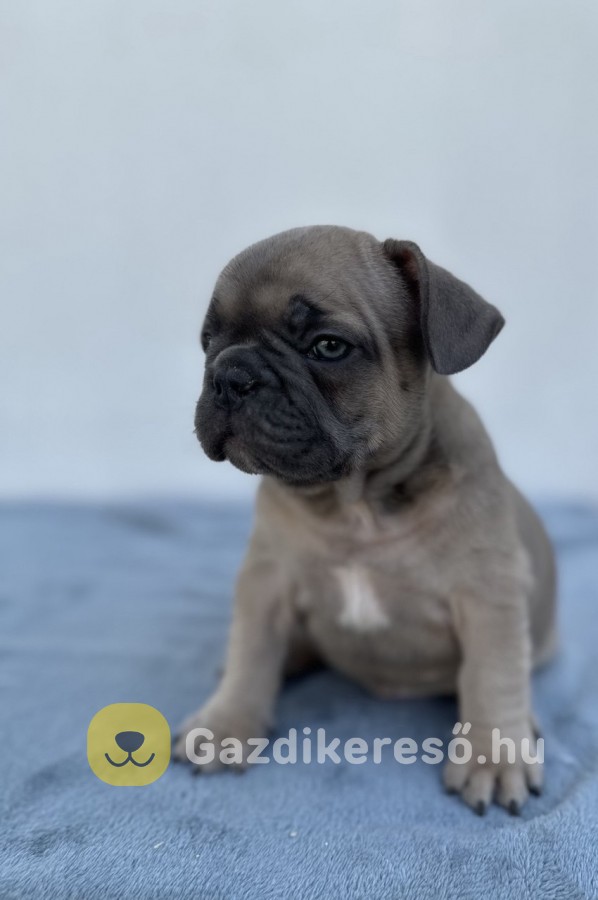 Francia buldog kiskutya eladó Francia buldog kiskutya eladó