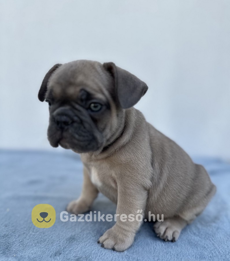 Francia buldog kiskutya eladó Francia buldog kiskutya eladó