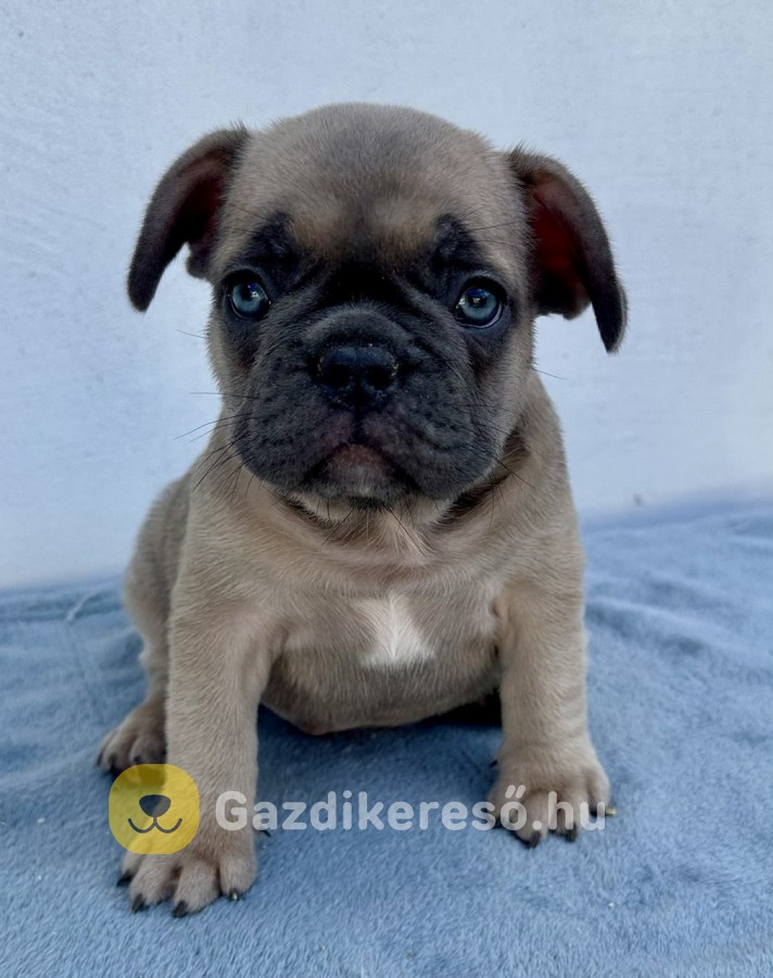Francia buldog kiskutya eladó Francia buldog kiskutya eladó