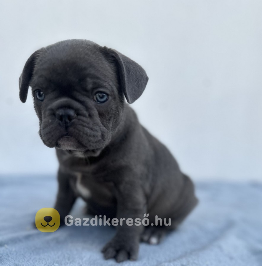 Francia bulldog FIÚ kiskutya eladó Francia bulldog FIÚ kiskutya eladó
