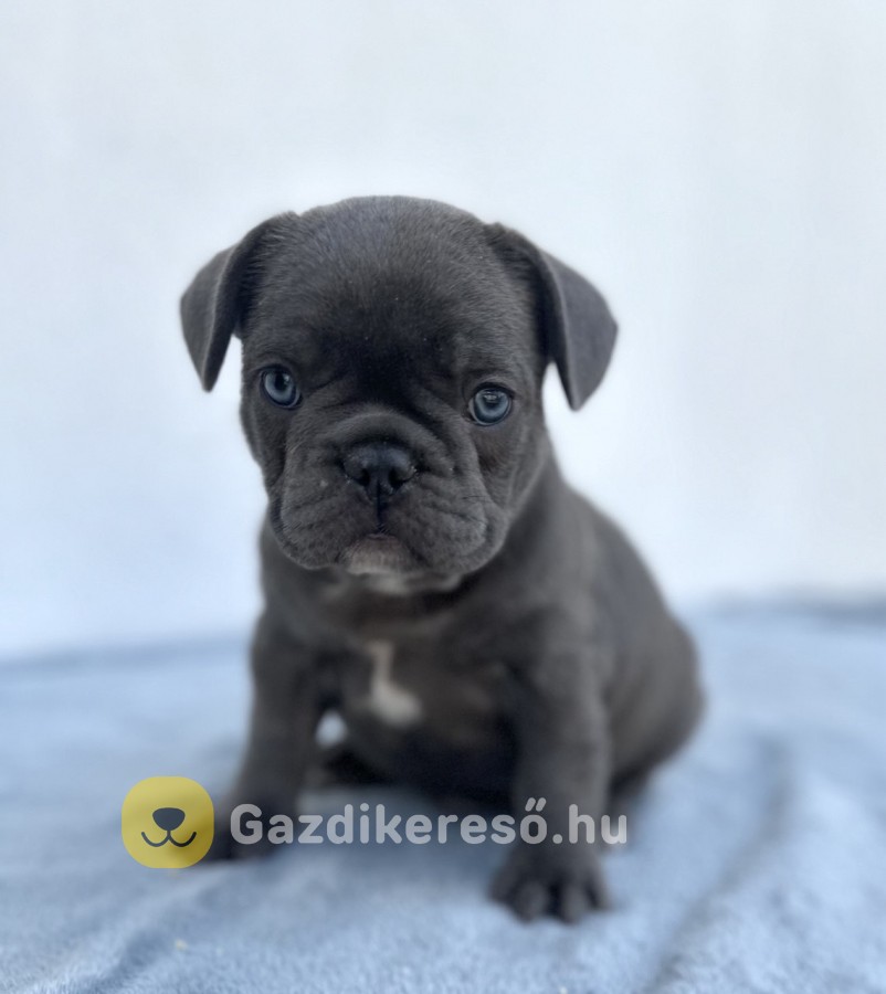 Francia bulldog FIÚ kiskutya eladó Francia bulldog FIÚ kiskutya eladó