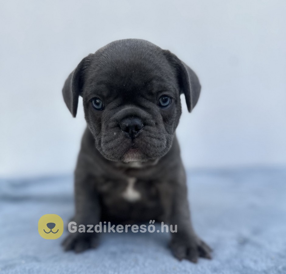 Francia bulldog FIÚ kiskutya eladó Francia bulldog FIÚ kiskutya eladó