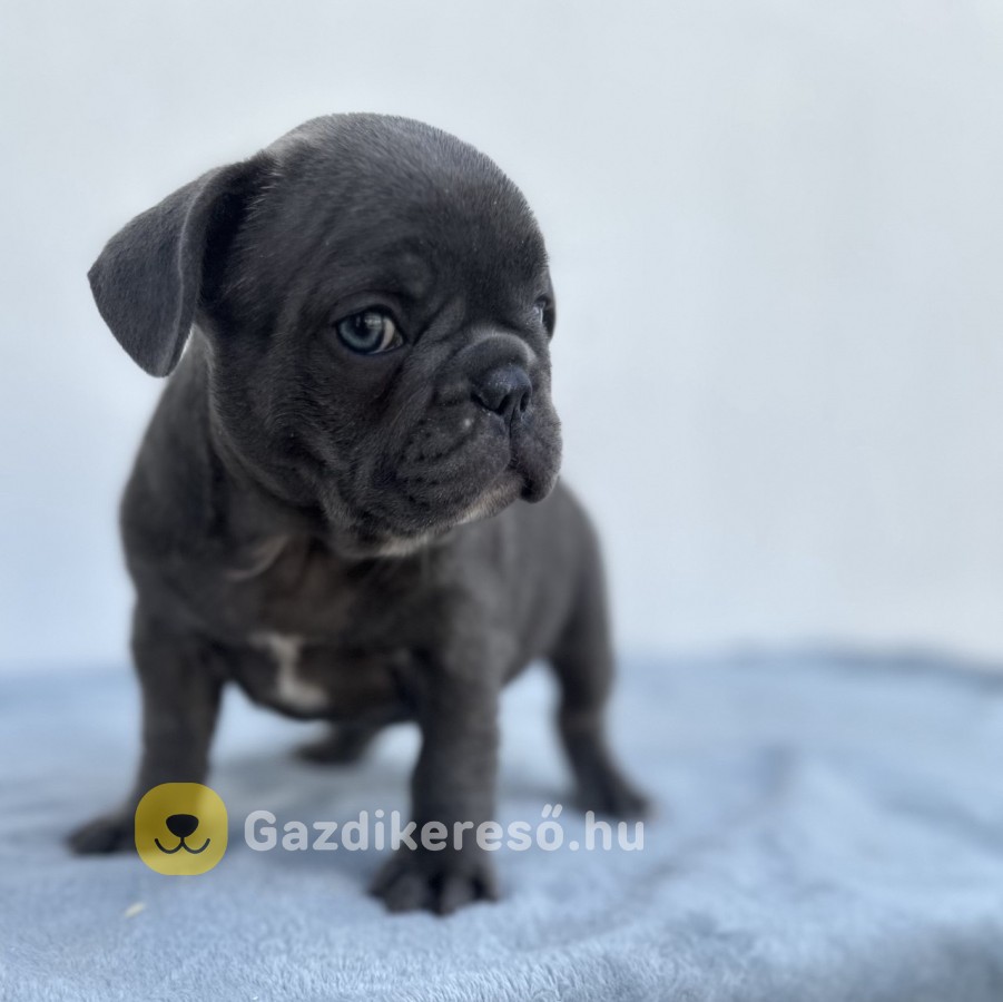 Francia bulldog FIÚ kiskutya eladó Francia bulldog FIÚ kiskutya eladó