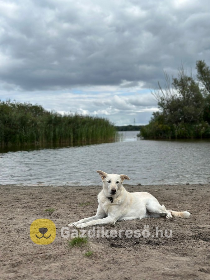 Kánaáni kutya szerető gazdát és zöld övezetet keres