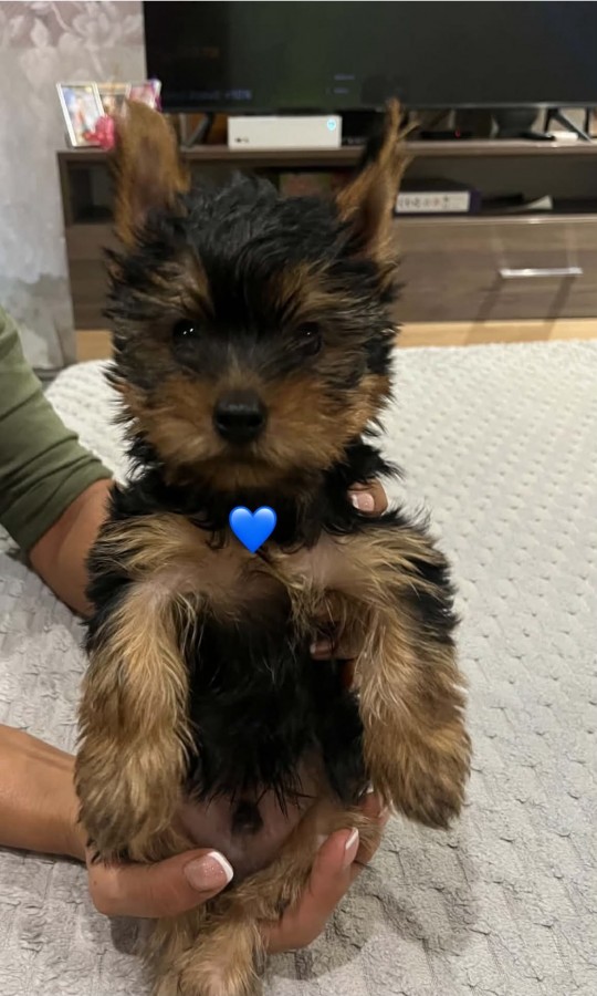 Yorki babák