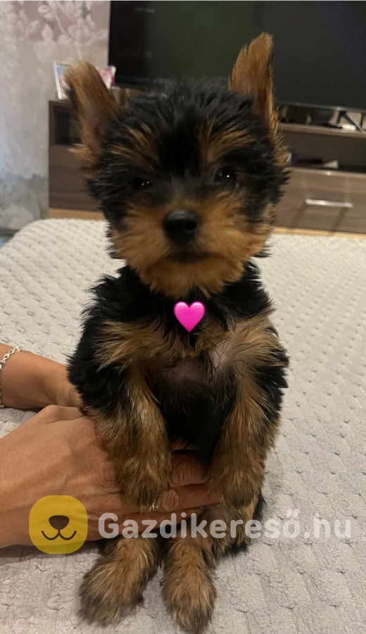 Yorki babák
