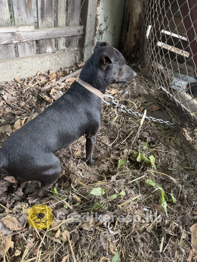 Patterdale terrier