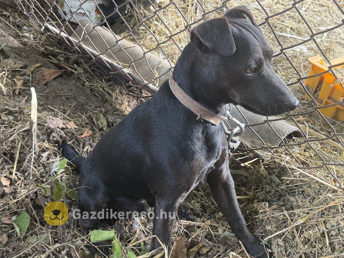 Patterdale terrier