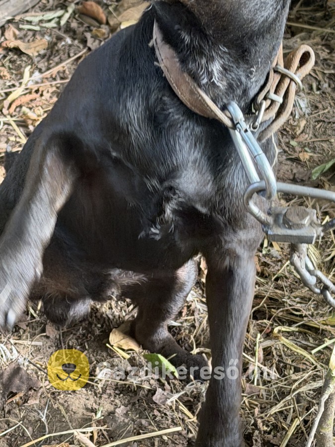 Patterdale terrier