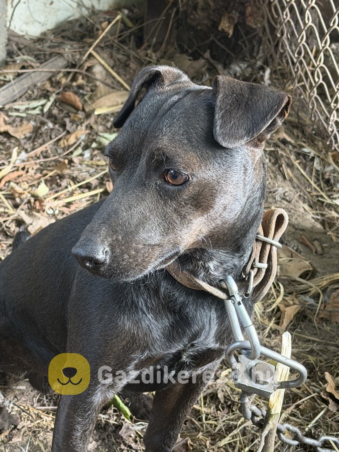 Patterdale terrier