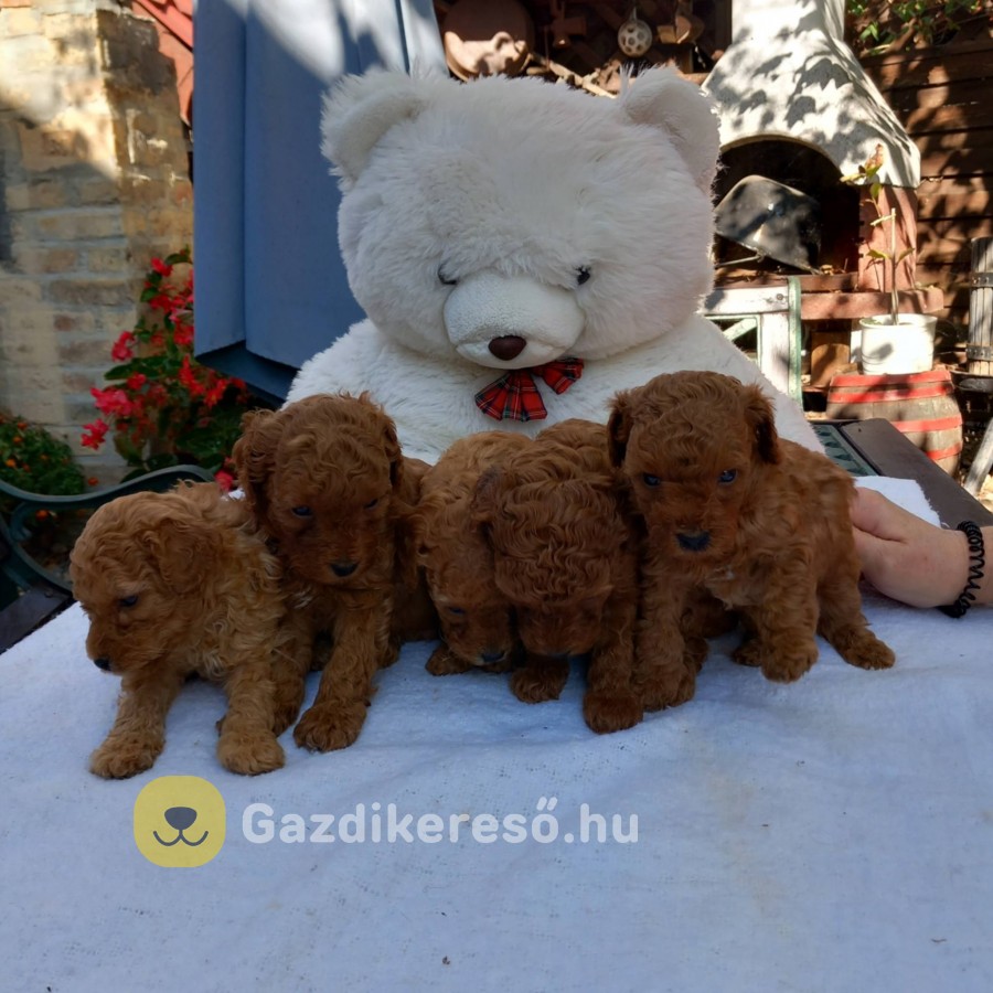 Törpe Uszkár Törpe Uszkár