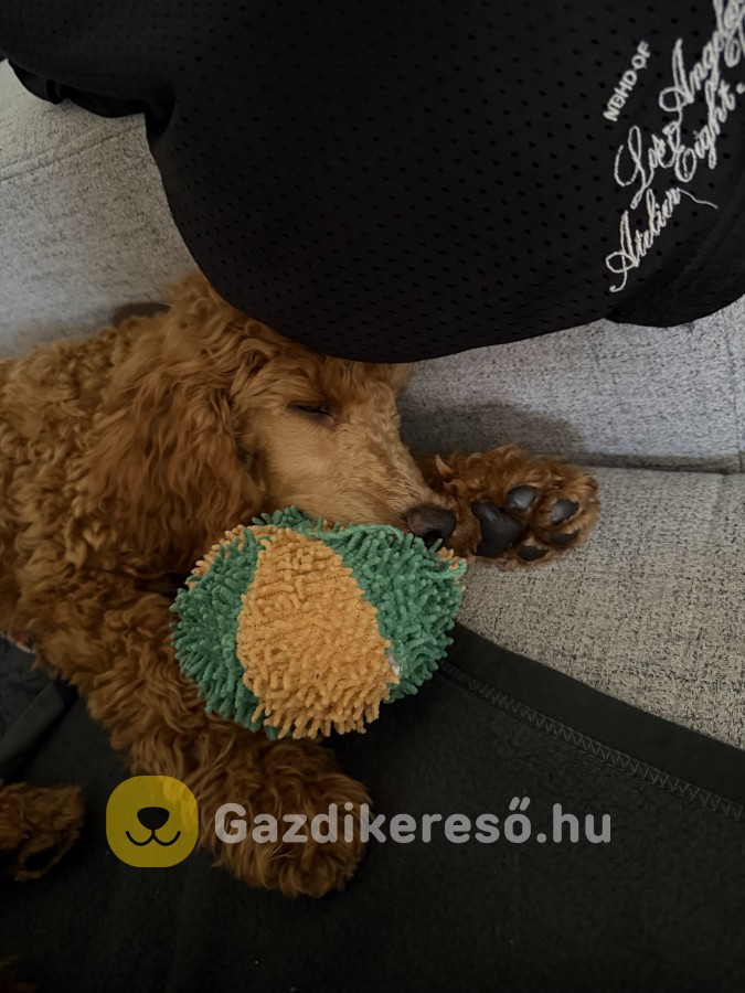 Uszkár kisfiú Uszkár kisfiú