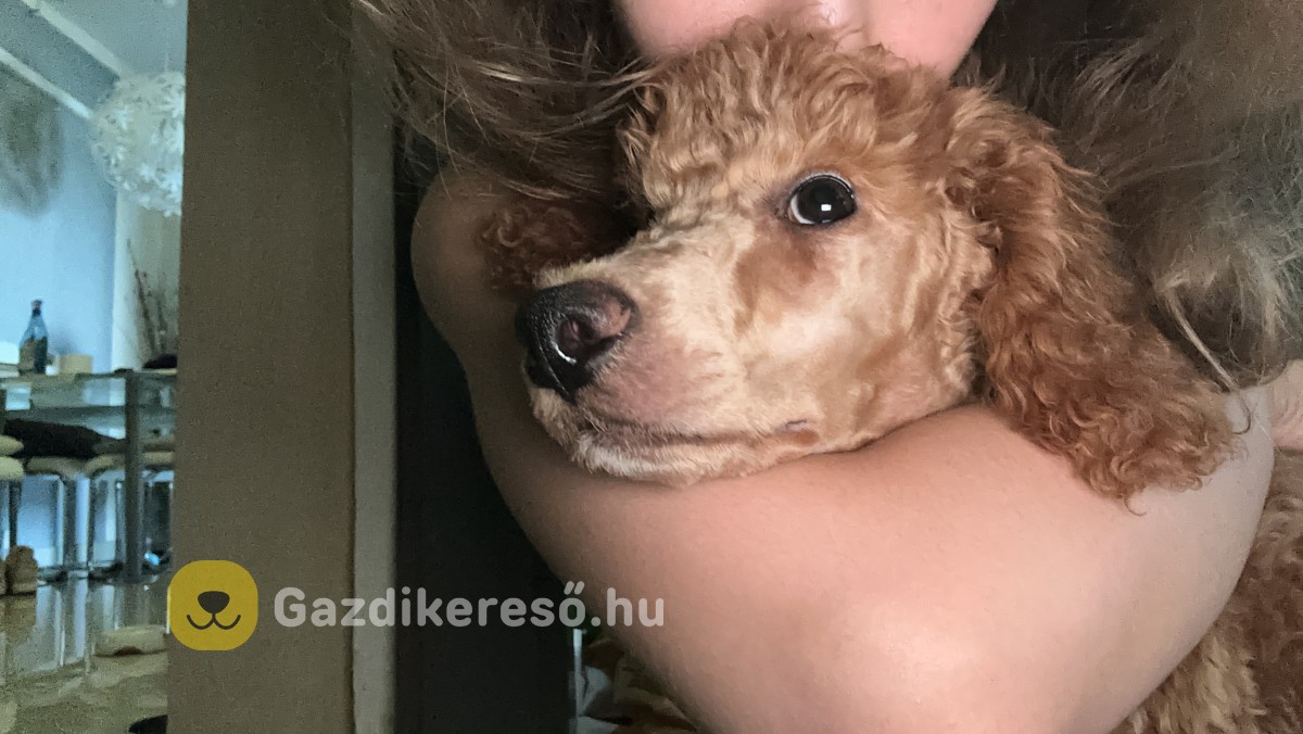Uszkár kisfiú Uszkár kisfiú