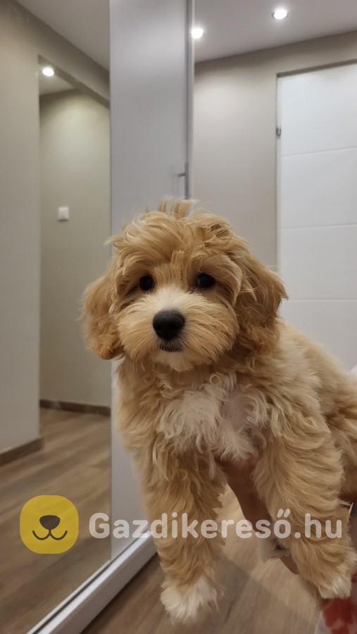 Maltipoo eladó