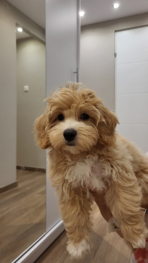 Maltipoo eladó