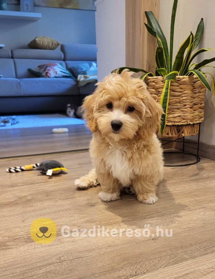 Maltipoo eladó