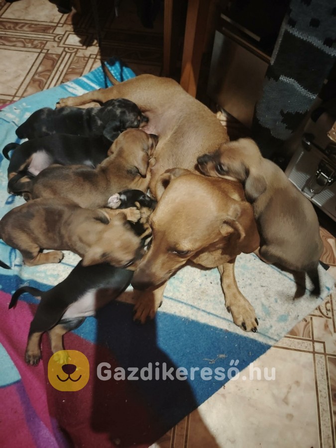 Törpe tacskó Törpe tacskó