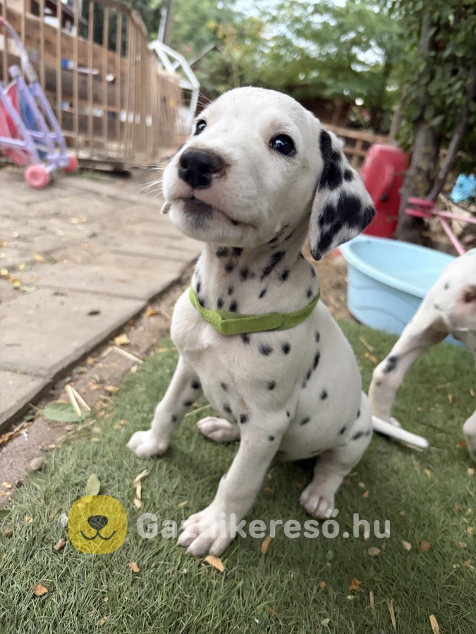Dalmata kisfiú