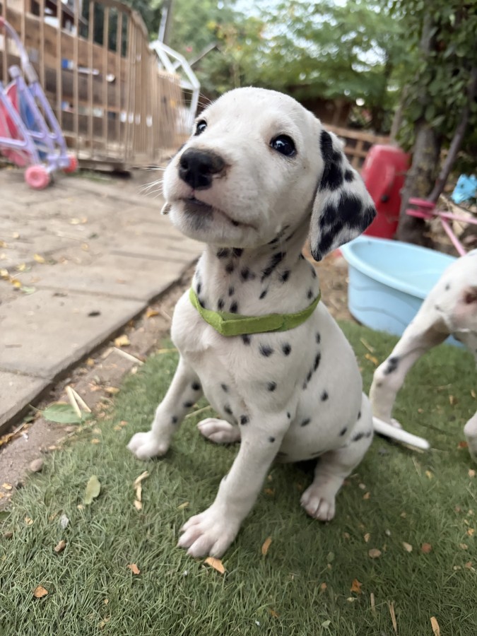 Dalmata kisfiú