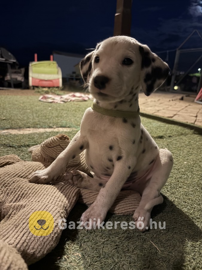 Dalmata kisfiú