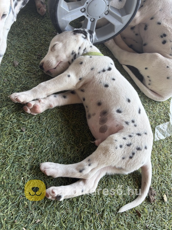 Dalmata kisfiú