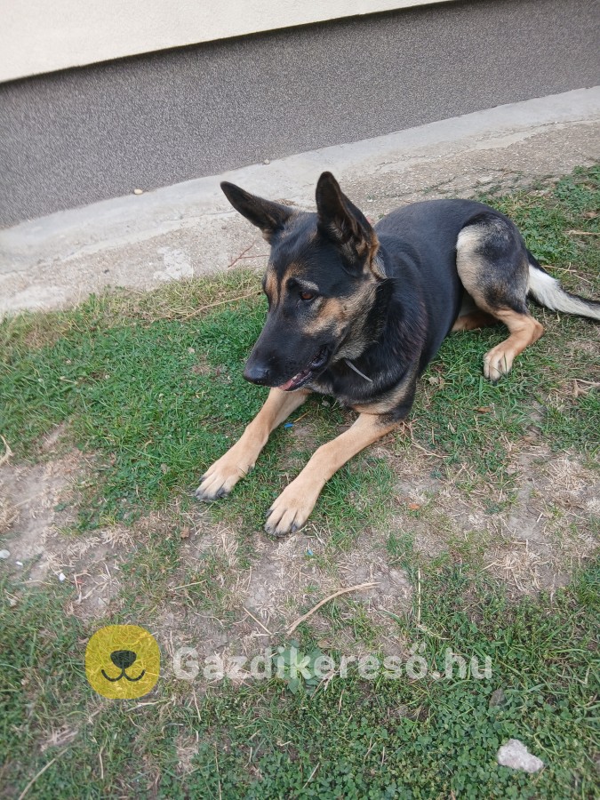 Szuka új gazdit keres Szuka új gazdit keres