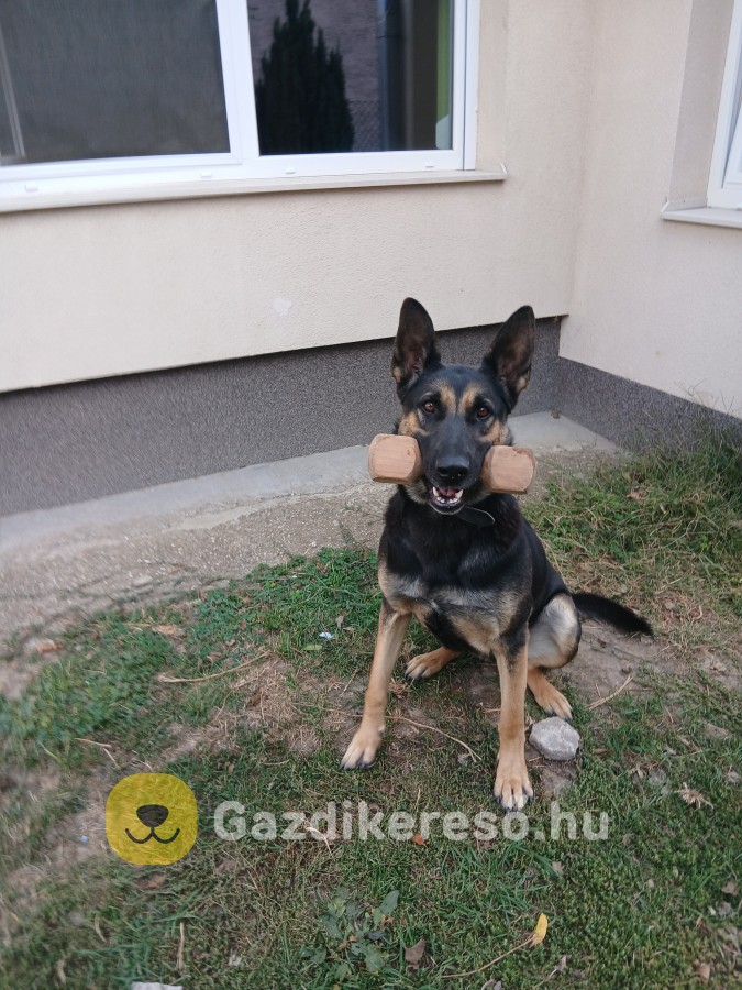 Szuka új gazdit keres Szuka új gazdit keres