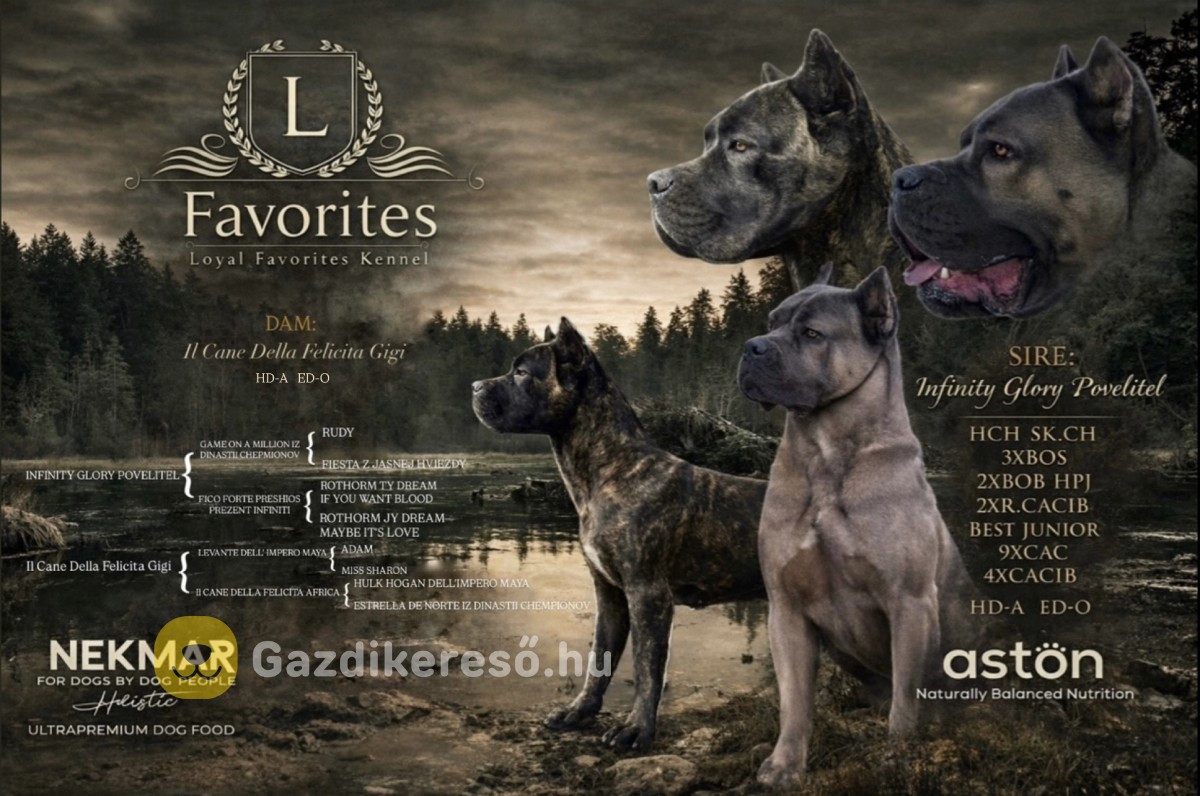 Loyal Favorites Kennel “H” alom kiskutyái Loyal Favorites Kennel “H” alom kiskutyái