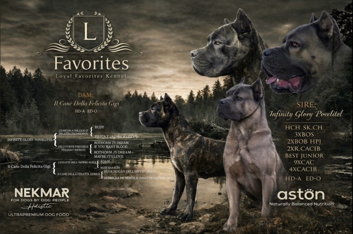 Loyal Favorites Kennel “H” alom kiskutyái