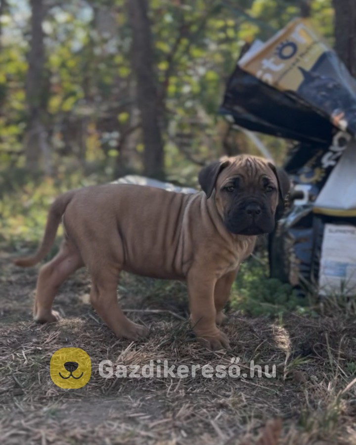 Loyal Favorites Kennel “H” alom kiskutyái Loyal Favorites Kennel “H” alom kiskutyái