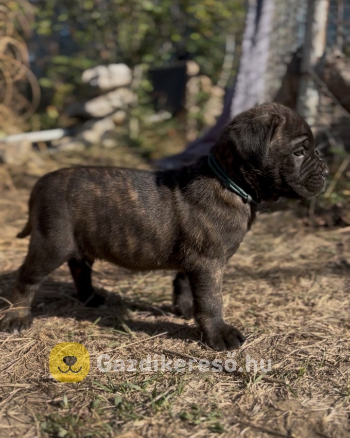 Loyal Favorites Kennel “H” alom kiskutyái Loyal Favorites Kennel “H” alom kiskutyái