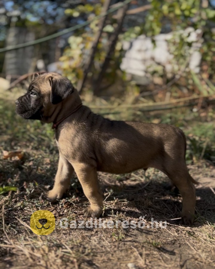 Loyal Favorites Kennel “H” alom kiskutyái Loyal Favorites Kennel “H” alom kiskutyái