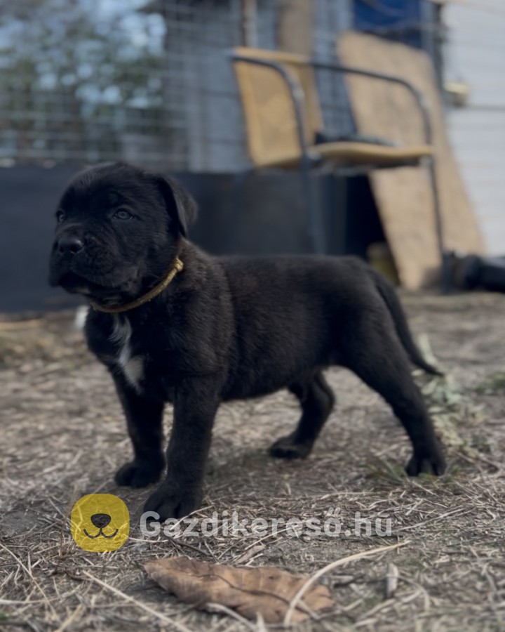 Loyal Favorites Kennel “H” alom kiskutyái Loyal Favorites Kennel “H” alom kiskutyái