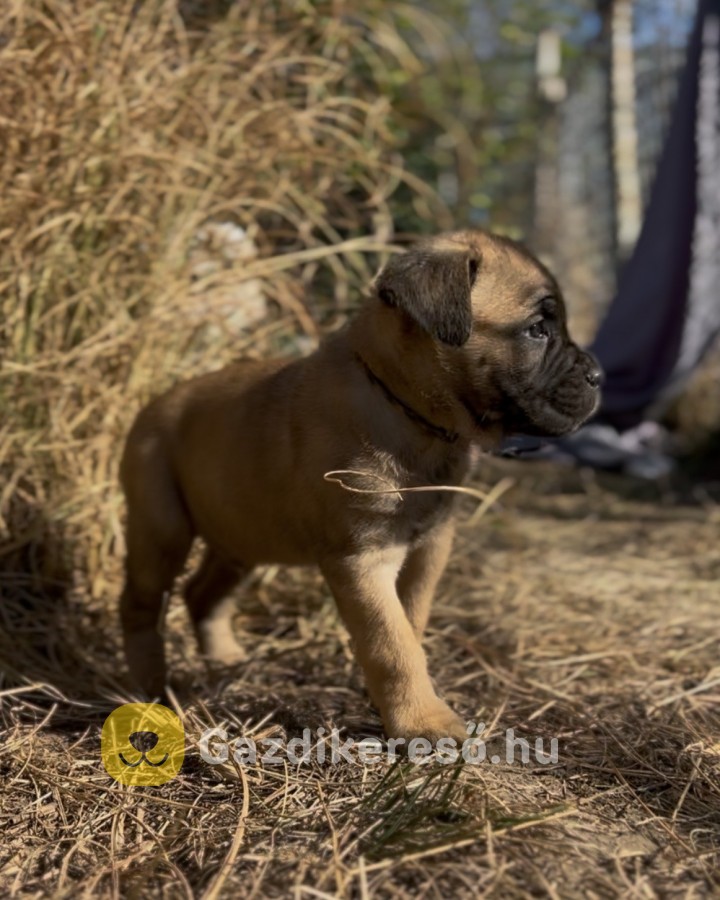 Loyal Favorites Kennel “H” alom kiskutyái Loyal Favorites Kennel “H” alom kiskutyái
