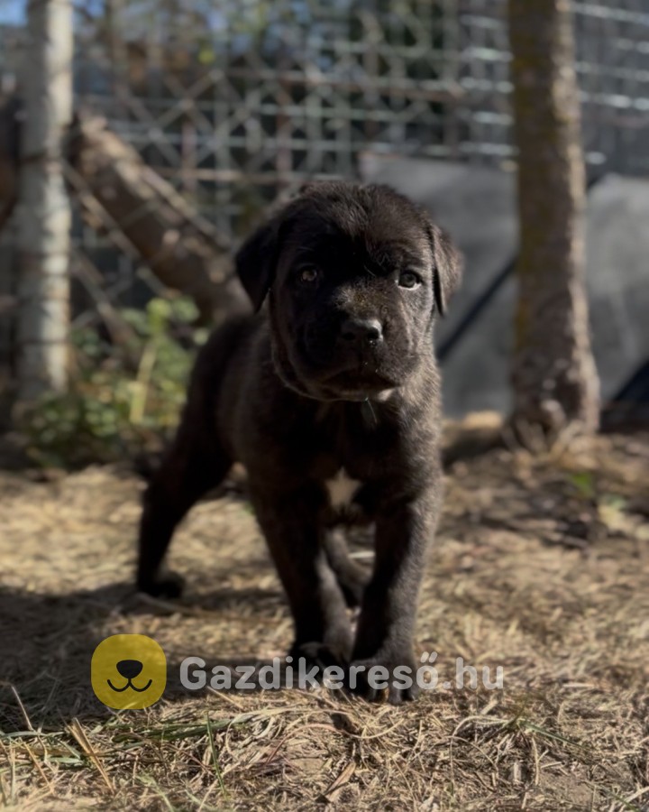 Loyal Favorites Kennel “H” alom kiskutyái Loyal Favorites Kennel “H” alom kiskutyái