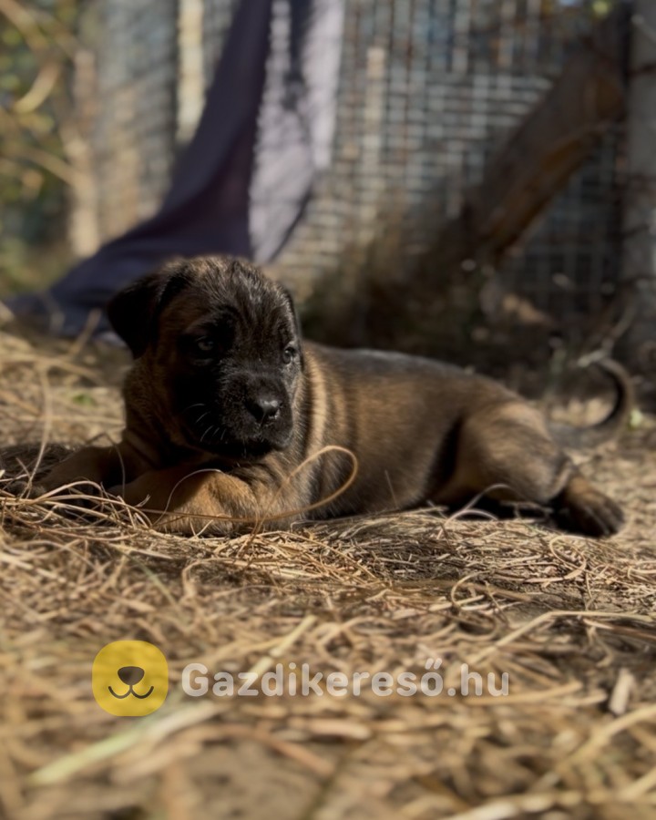 Loyal Favorites Kennel “H” alom kiskutyái Loyal Favorites Kennel “H” alom kiskutyái