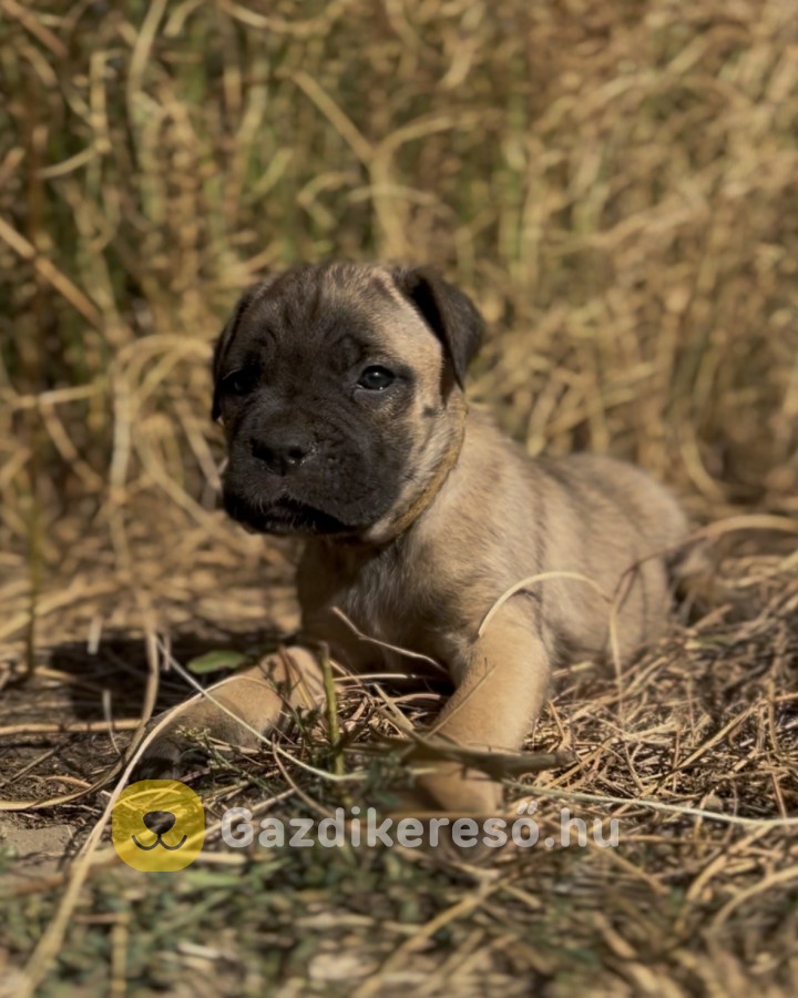 Loyal Favorites Kennel “H” alom kiskutyái Loyal Favorites Kennel “H” alom kiskutyái