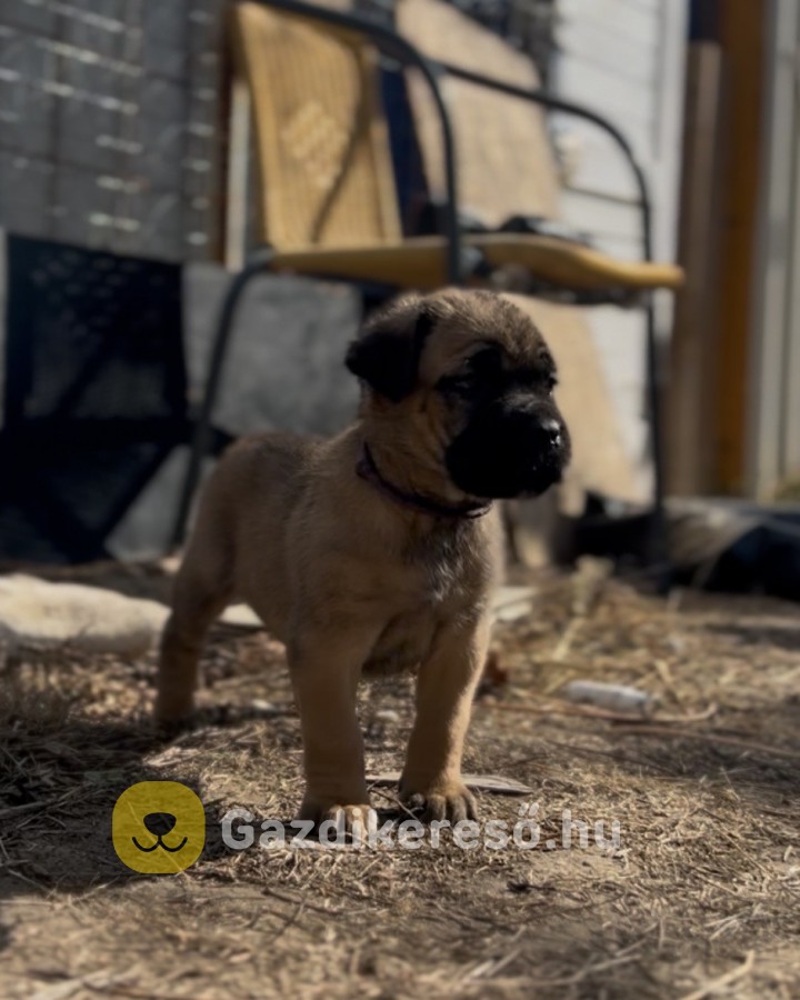 Loyal Favorites Kennel “H” alom kiskutyái Loyal Favorites Kennel “H” alom kiskutyái