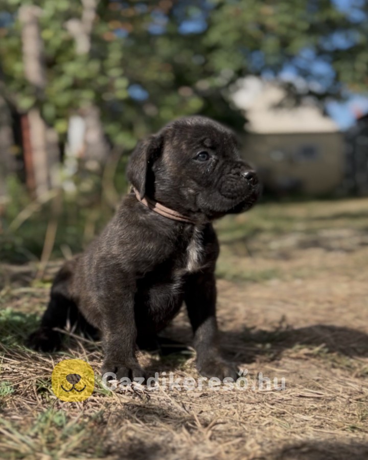 Loyal Favorites Kennel “H” alom kiskutyái Loyal Favorites Kennel “H” alom kiskutyái