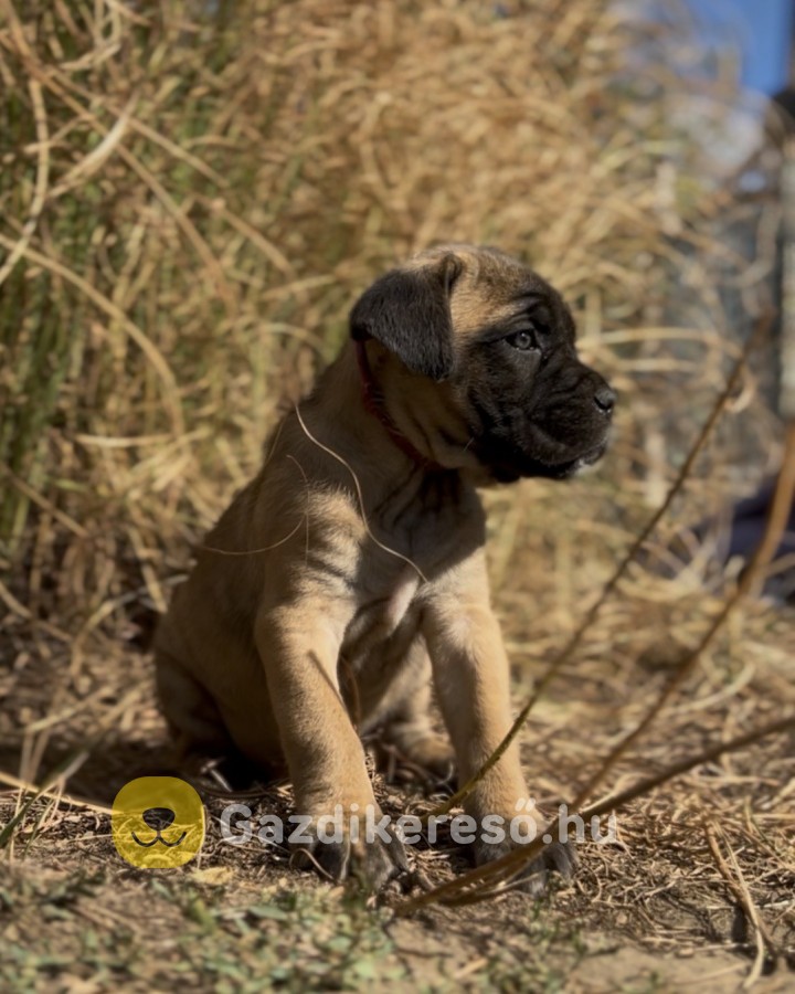 Loyal Favorites Kennel “H” alom kiskutyái Loyal Favorites Kennel “H” alom kiskutyái