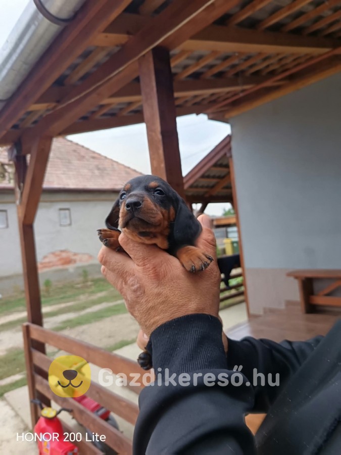 Szerető gazdit keres tacsko kutyus Szerető gazdit keres tacsko kutyus