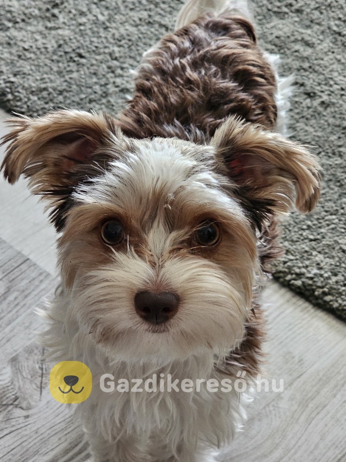 1éves Biewer yorki eladó 1éves Biewer yorki eladó