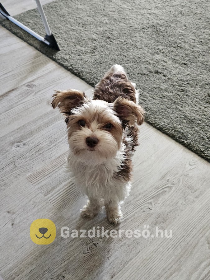 1éves Biewer yorki eladó 1éves Biewer yorki eladó
