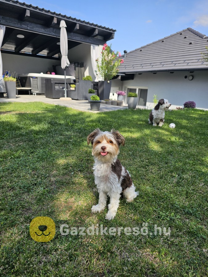1éves Biewer yorki eladó 1éves Biewer yorki eladó