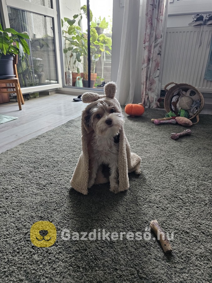1éves Biewer yorki eladó 1éves Biewer yorki eladó