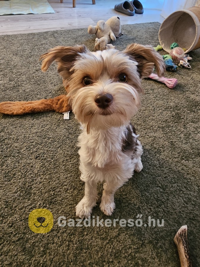 1éves Biewer yorki eladó 1éves Biewer yorki eladó