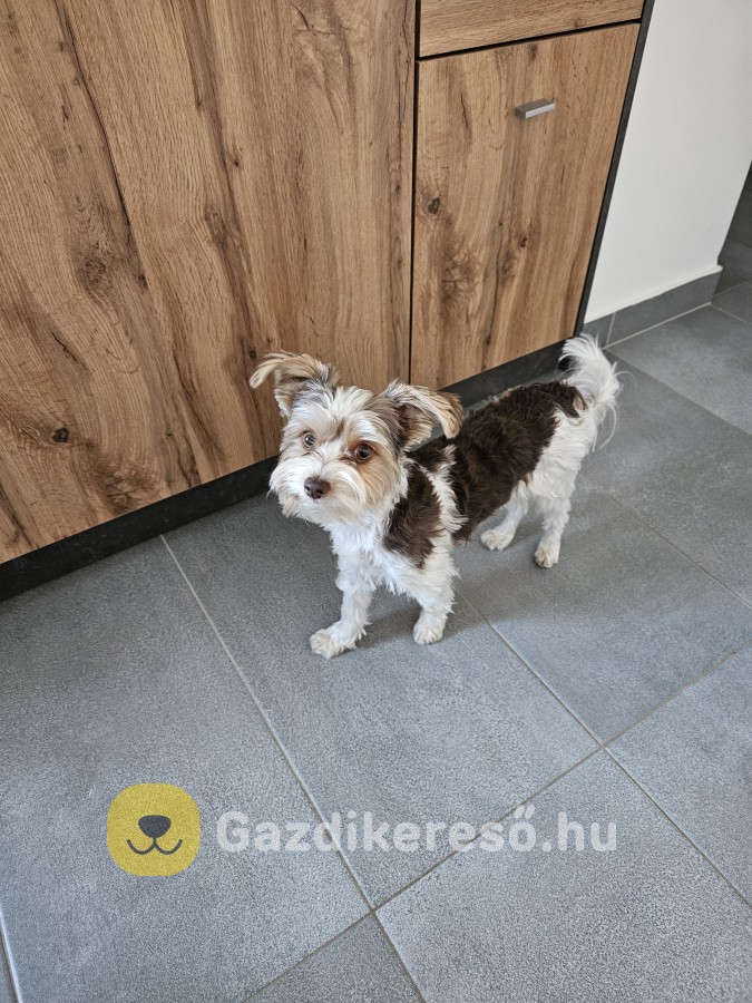 1éves Biewer yorki eladó 1éves Biewer yorki eladó