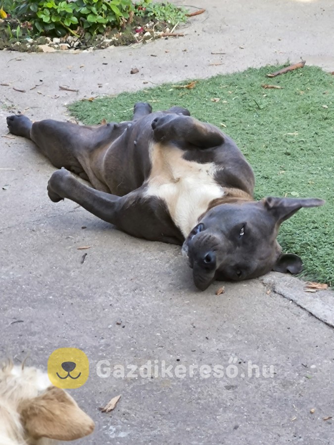 Staffordshire Terrier Staffordshire Terrier