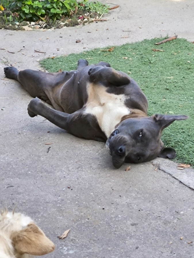 Staffordshire Terrier 