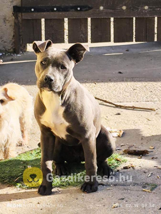 Staffordshire Terrier Staffordshire Terrier